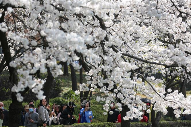 Hoa anh đào nở rộ tại Seoul, Hàn Quốc ngày 30/3/2023. Ảnh: THX/TTXVN