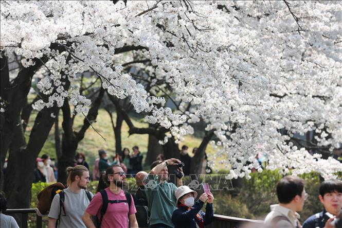 Hoa anh đào nở rộ tại Seoul, Hàn Quốc ngày 30/3/2023. Ảnh: THX/TTXVN