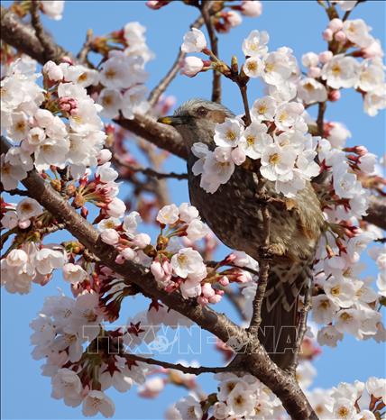 Hoa anh đào nở rộ tại Gangneung, Hàn Quốc ngày 3/4/2023. Ảnh: Yonhap/TTXVN