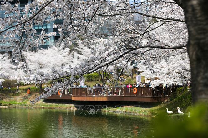 Hoa anh đào nở rộ tại Seoul, Hàn Quốc ngày 30/3/2023. Ảnh: THX/TTXVN