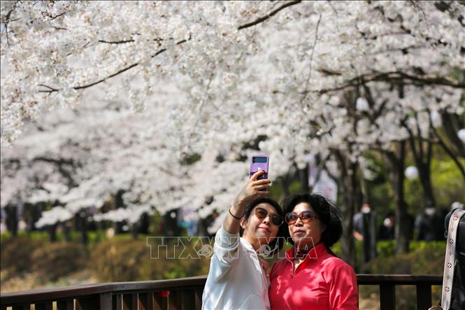 Hoa anh đào nở rộ tại Seoul, Hàn Quốc ngày 30/3/2023. Ảnh: THX/TTXVN