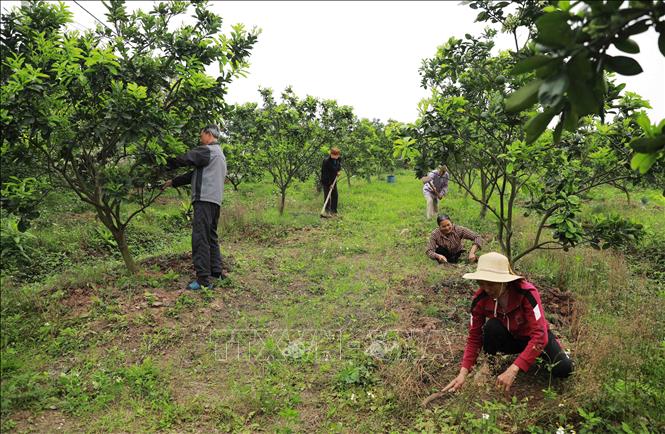 Thành công bước đầu các mô hình lúa thảo dược lạc đen ngô tím theo chuỗi  giá trị  Hoạt động ngành NN