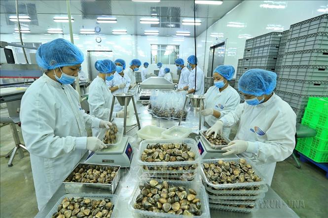Công ty Thủy sản Lenger Việt Nam (Tập đoàn Lenger Seafoods của Hà Lan) ở Cụm Công nghiệp An Xá (thành phố Nam Ðịnh) là một trong những đơn vị ứng dụng thành công dây chuyền chế biến ngao sạch theo công nghệ hiện đại của Hà Lan. Ảnh: Minh Quyết - TTXVN