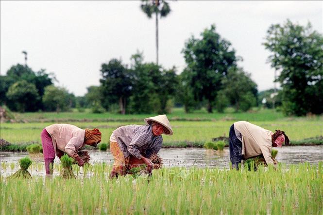 (Tư liệu) Nông dân trồng lúa trên cánh đồng tại ở phía nam Phnom Penh, Campuchia. Ảnh: AFP/ TTXVN