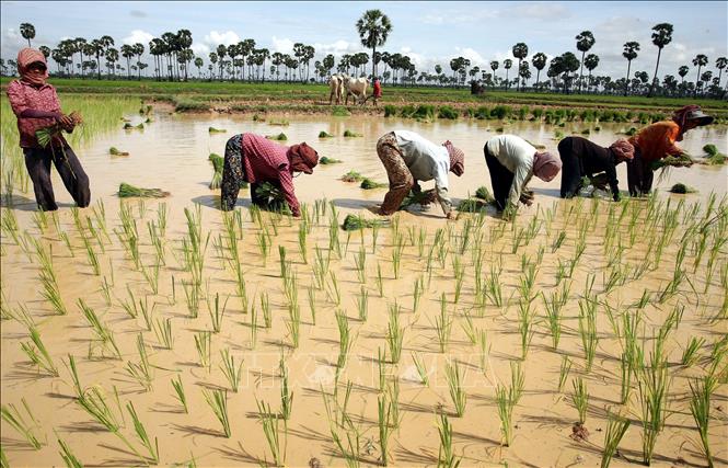 (Tư liệu) Nông dân trồng lúa trên cánh đồng tại tỉnh Kampong Cham, Campuchia. Ảnh: AFP/ TTXVN