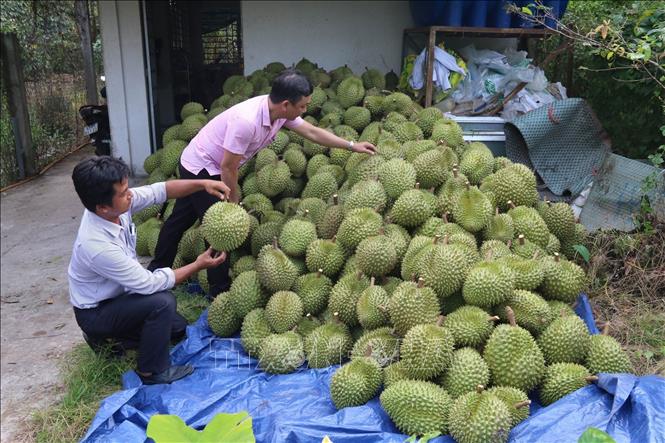 Farmers in Tien Giang province have a bumper durian crop. VNA Photo: Minh Trí