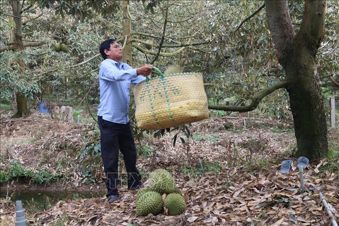 Farmers in Tien Giang province have a bumper durian crop. VNA Photo: Minh Trí