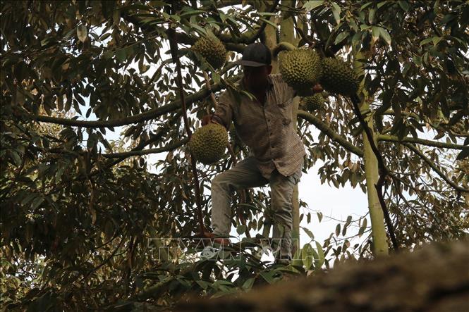 Farmers in Tien Giang province have a bumper durian crop. VNA Photo: Minh Trí