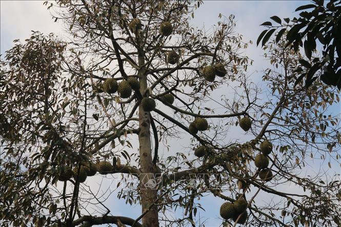 Farmers in Tien Giang province have a bumper durian crop. VNA Photo: Minh Trí
