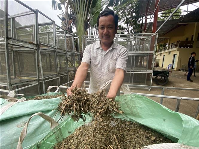 Mô hình trồng cây dược liệu tại huyện miền núi Bá Thước, Thanh Hóa cho hiệu quả kinh tế cao.
Ảnh: Nguyễn Nam-TTXVN