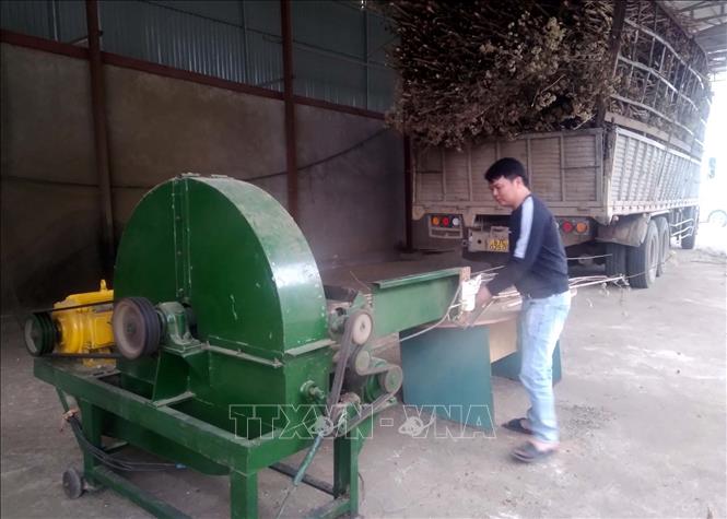 Người dân huyện miền núi Bá Thước, Thanh Hóa sơ chế dược liệu. Ảnh: Nguyễn Nam-TTXVN