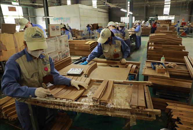 Công ty chuyên sản xuất đồ gỗ nội, ngoại thất xuất khẩu và tiêu dùng trong nước bằng nguồn nguyên liệu gỗ đầu vào đạt 100%. Ảnh: Vũ Sinh – TTXVN
