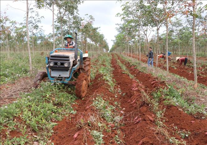 Farmers in the Central Highlands province of Gia Lai harvest sweet potatoes. VNA Photo: Hoài Nam