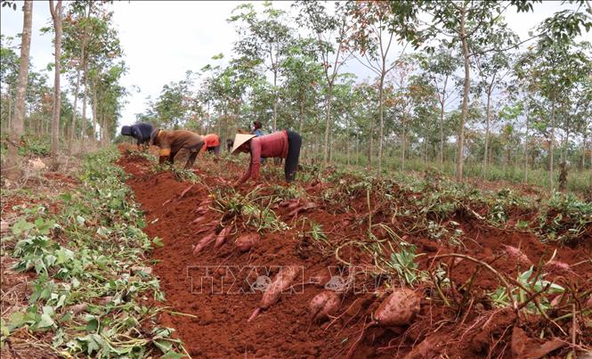 Farmers in the Central Highlands province of Gia Lai harvest sweet potatoes. VNA Photo: Hoài Nam
