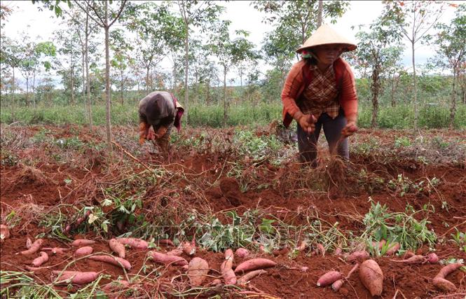 Farmers in the Central Highlands province of Gia Lai harvest sweet potatoes. VNA Photo: Hoài Nam