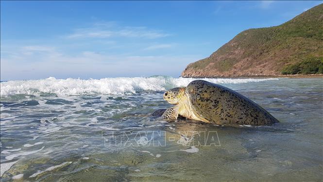 Studies show that the green sea turtle, about 93cm long, 84cm wide and 90kg in weight, nests all year round, with the peak season from May to October. Photo by courtesy/VNA