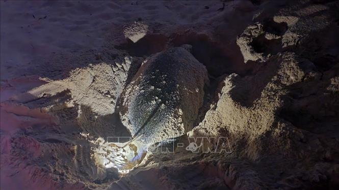 In the first four months of 2023, sea turtles have dug 50 nests to lay eggs in the park. Photo by courtesy/VNA