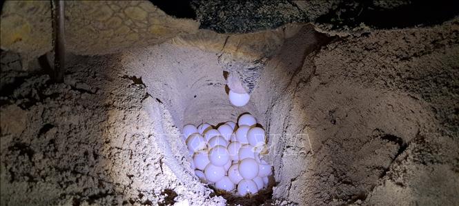 In the first four months of 2023, 134 nests, including those created in late 2022, have hatched. Photo by courtesy/VNA