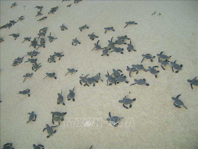 More than 8,000 baby turtles are released into the sea in the first four months of 2023. Photo by courtesy/VNA