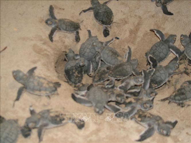 The rate of hatched and released animals surpassed 80%, according to statistics of the Con Dao National Park. Photo by courtesy/VNA