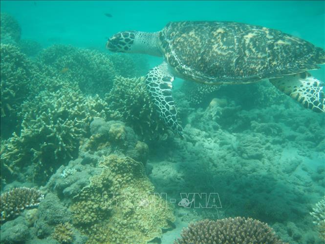Hawksbill sea turtle (Eretmochelys imbricata) is recorded at the Con Dao National Park. Photo by courtesy/VNA