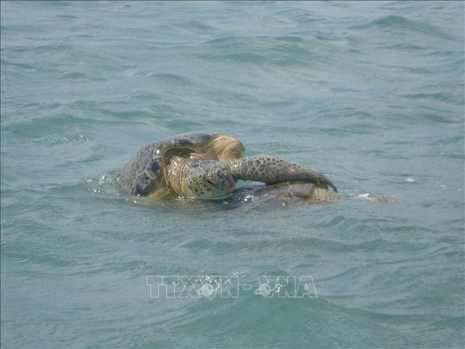 Green sea turtle (Chelonia mydas) is recorded at the Con Dao National Park. Photo by courtesy/VNA