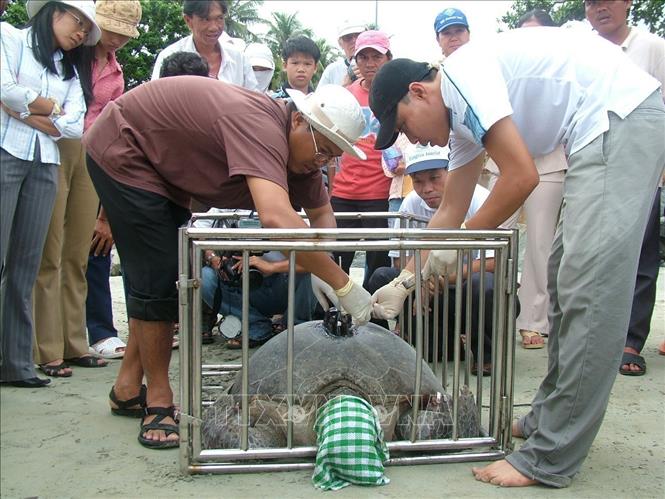 The park has attached tracking devices to 10 mother animals. Photo by courtesy/VNA