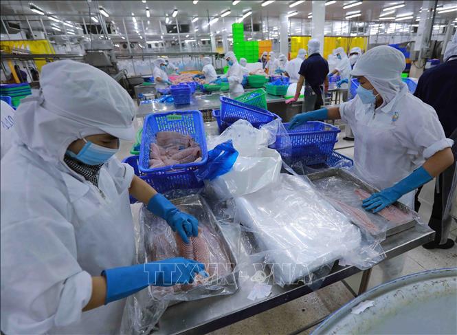 Processing tra fish fillet at Nam Viet Corporation (Navico) in Long Xuyen district, the southern province of An Giang. VNA Photo: Vũ Sinh