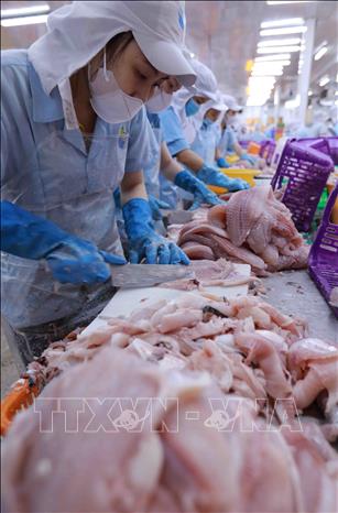 Processing tra fish fillet at Nam Viet Corporation (Navico) in Long Xuyen district, the southern province of An Giang. VNA Photo: Vũ Sinh