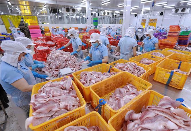 Processing tra fish fillet at Nam Viet Corporation (Navico) in Long Xuyen district, the southern province of An Giang. VNA Photo: Vũ Sinh