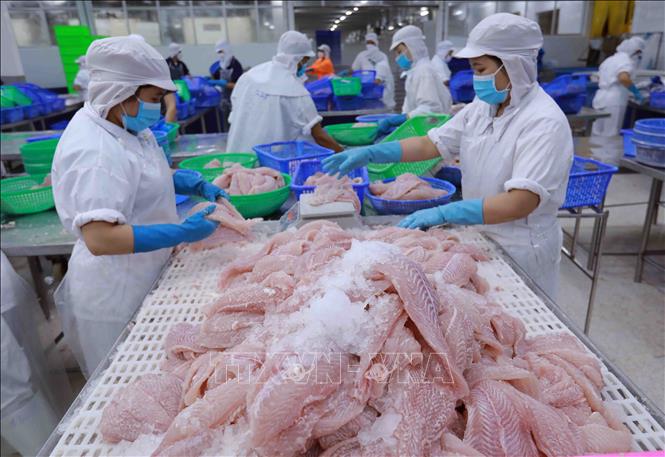 Processing tra fish fillet at Nam Viet Corporation (Navico) in Long Xuyen district, the southern province of An Giang. VNA Photo: Vũ Sinh