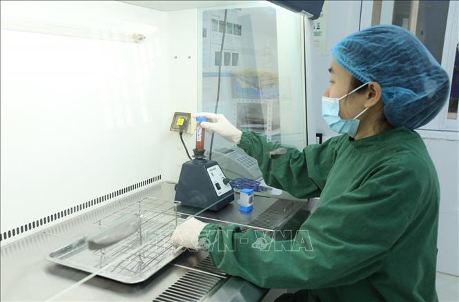 Nhân viên y tế Bệnh viện Phổi Lạng Sơn xử lý bệnh phẩm để thực hiện kỹ thuật xét nghiệm Gene Xpert (Kỹ thuật xét nghiệm sinh học phân tử chẩn đoán lao và lao kháng thuốc). Ảnh: Anh Tuấn – TTXVN