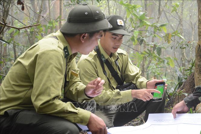 Trong ảnh: Lực lượng Hạt Kiểm lâm Sơn Trà - Ngũ Hành Sơn tuần tra xuyên rừng tại bán đảo Sơn Trà. Ảnh: Văn Dũng - TTXVN