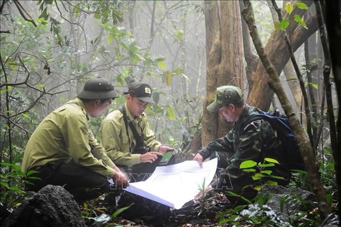 Trong ảnh: Lực lượng Hạt Kiểm lâm Sơn Trà - Ngũ Hành Sơn tuần tra xuyên rừng tại bán đảo Sơn Trà. Ảnh: Văn Dũng - TTXVN
