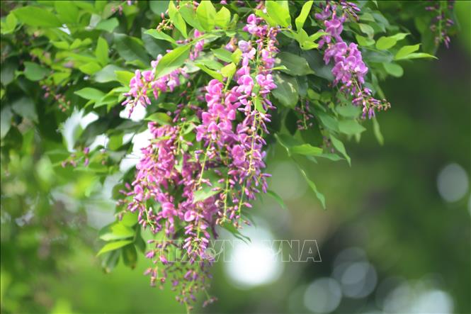Trong ảnh: Cây hoa Thàn mát loài cây thân gỗ nhỏ, tán dày, có màu hoa tím tại bán đảo Sơn Trà. Ảnh: Văn Dũng - TTXVN