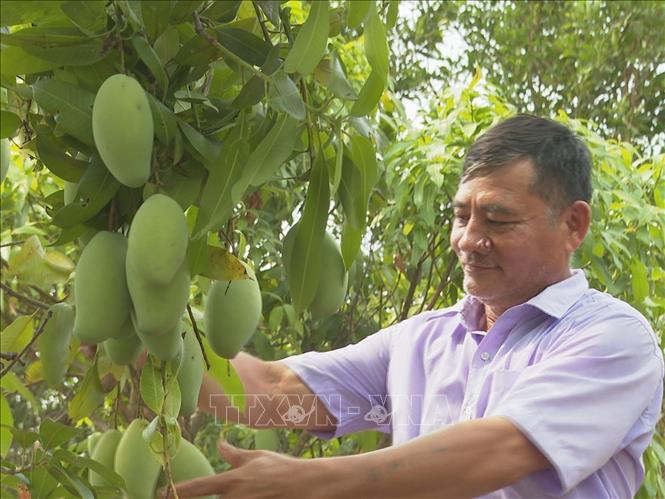 Trong ảnh: Ông Nguyễn Thanh Sơn thăm vườn trồng xoài keo phù hợp với điều kiện đất đai không màu mỡ. Ảnh: K GỬIH-TTXVN
