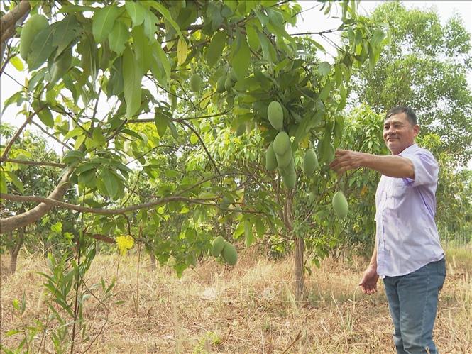 Trong ảnh: Hộ ông Nguyễn Thanh Sơn trồng 4 năm xoài keo phù hợp với điều kiện đất đai không màu mỡ đã cho nguồn thu ổn định. Ảnh: K GỬIH-TTXVN
