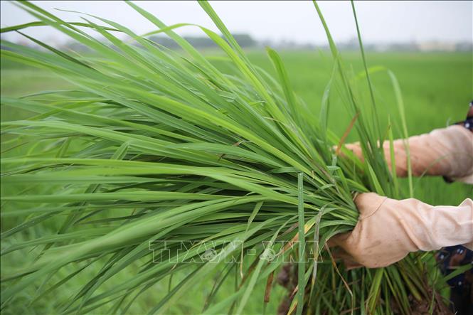 Trong ảnh: Lúa cỏ (lúa dại) tại nhiều diện tích lúa tại tỉnh Nam Định. Ảnh: Công Luật - TTXVN