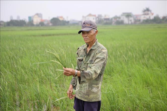 Trong ảnh: Ngành nông nghiệp khuyến cáo nông dân cần sớm ngắt bông lúa cỏ để tránh lây lan. Ảnh: Công Luật - TTXVN