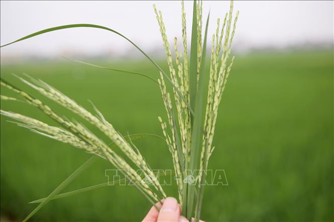 Trong ảnh: Bông lúa cỏ có nhiều hạt lép so với lúa thường. Ảnh: Công Luật - TTXVN