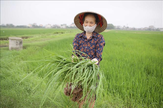 Trong ảnh: Nông dân xã Xuân Hồng, huyện Xuân Trường (Nam Định) nhổ bỏ lúa cỏ. Ảnh: Công Luật - TTXVN
