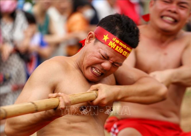 Trong tiếng trống hội rộn rã, tiếng hò reo cổ vũ cả dân làng, trai tráng khoẻ mạnh nhanh tay ra sức kéo cây song.. Ảnh: Tuấn Đức - TTXVN