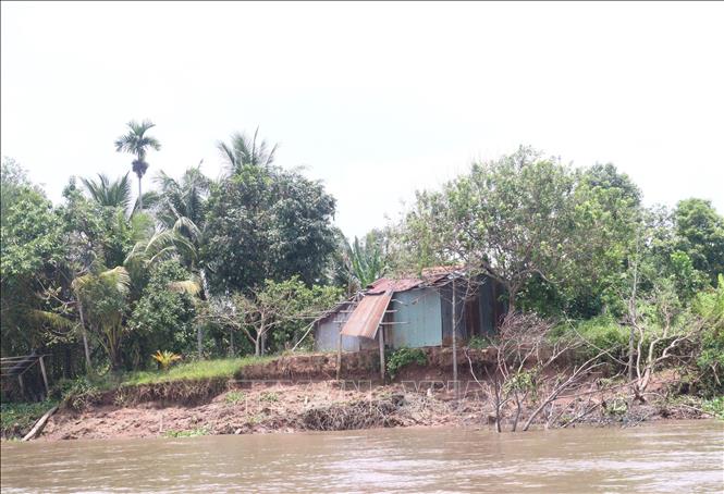 Khu vực Cồn Thanh Long, xã Quới Thiện, huyện Vũng Liêm, tỉnh Vĩnh Long có nhiều đoạn bờ sông đang có nguy cơ sạt lở. Ảnh: Lê Thúy Hằng - TTXVN