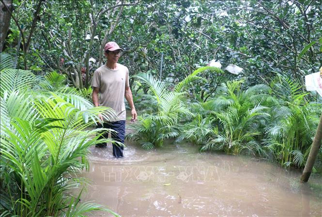 Vườn bưởi và cau vàng của ông Nguyễn Chí Lập, xã Quới Thiện, huyện Vũng Liêm, tỉnh Vĩnh Long ngập trong nước. Lê Thúy Hằng - TTXVN