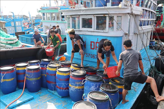 Trong ảnh: Ngư dân vận chuyển cá cơm từ tàu lên cảng cá Mỹ Tân (xã Thanh Hải, huyện Ninh Hải) để tiêu thụ. Ảnh: Nguyễn Thành – TTXVN