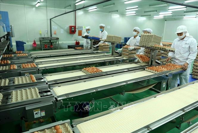 Công nhân vận hành dây chuyền đóng gói sản phẩm trứng gà công nghệ Nhật Bản tại Nhà máy sản xuất trứng gà công nghệ cao ĐTK Phú Thọ (Công ty Cổ phần ĐTK Phú Thọ), xã Tề Lễ, huyện Tam Nông, tỉnh Phú Thọ. Ảnh: Vũ Sinh - TTXVN