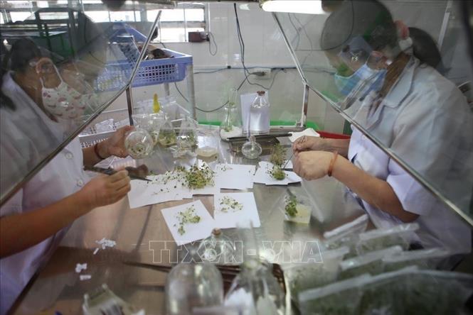 Cấy mô trong phòng nuôi cấy mô vô trùng tại Trung tâm Nghiên cứu ứng dụng Kỹ thuật nông nghiệp Lâm Đồng. Trung tâm đã thực hiện có hiệu quả nhiều mô hình dự án và chuyển giao kỹ thuật cho người sản xuất. Ảnh: Vũ Sinh – TTXVN
