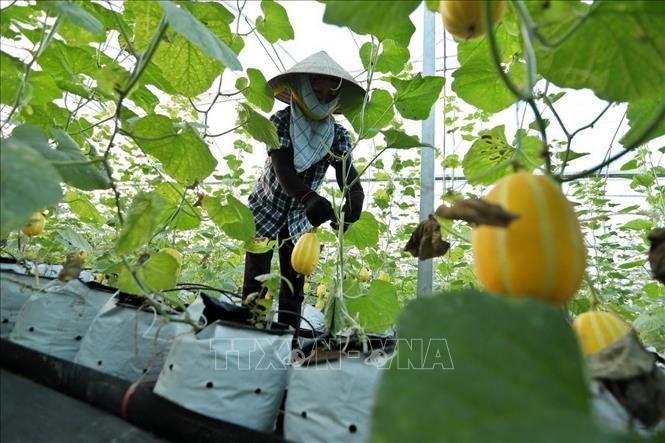 Hợp tác xã Rau sạch Yên Dũng là đơn vị tiên phong của tỉnh Bắc Giang ứng dụng công nghệ cao và áp dụng tiêu chuẩn VietGAP vào sản xuất nông nghiệp. Ảnh: Minh Quyết – TTXVN