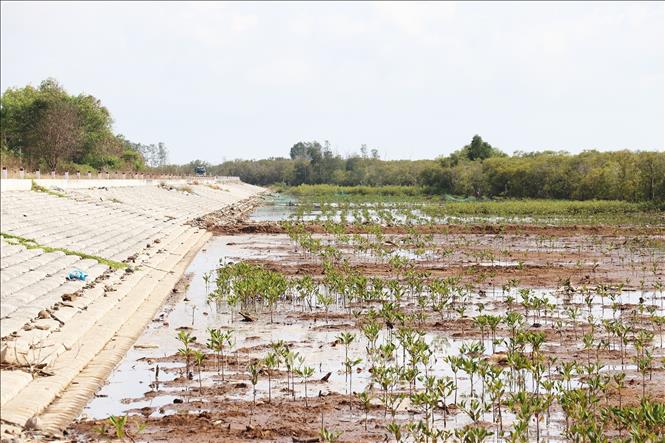 Trong ảnh: Rừng đước phát triển tốt trong bãi bồi, góp phần chống xói lở đê biển. Ảnh: Hữu Chí - TTXVN