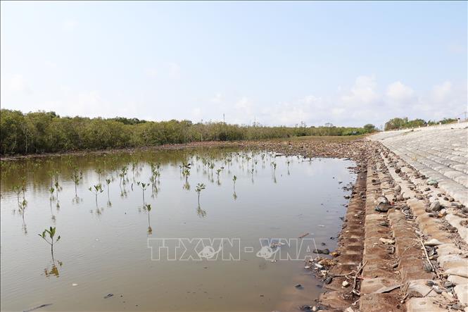 Trong ảnh: Trồng cây đước để tạo bãi bồi, phòng chống xói lở đê biển Gò Công. Ảnh: Hữu Chí - TTXVN